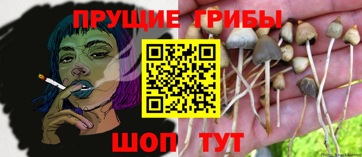 Псилоцибиновые грибы Psilocybine cubensis  Вход с VPN  Сатка 